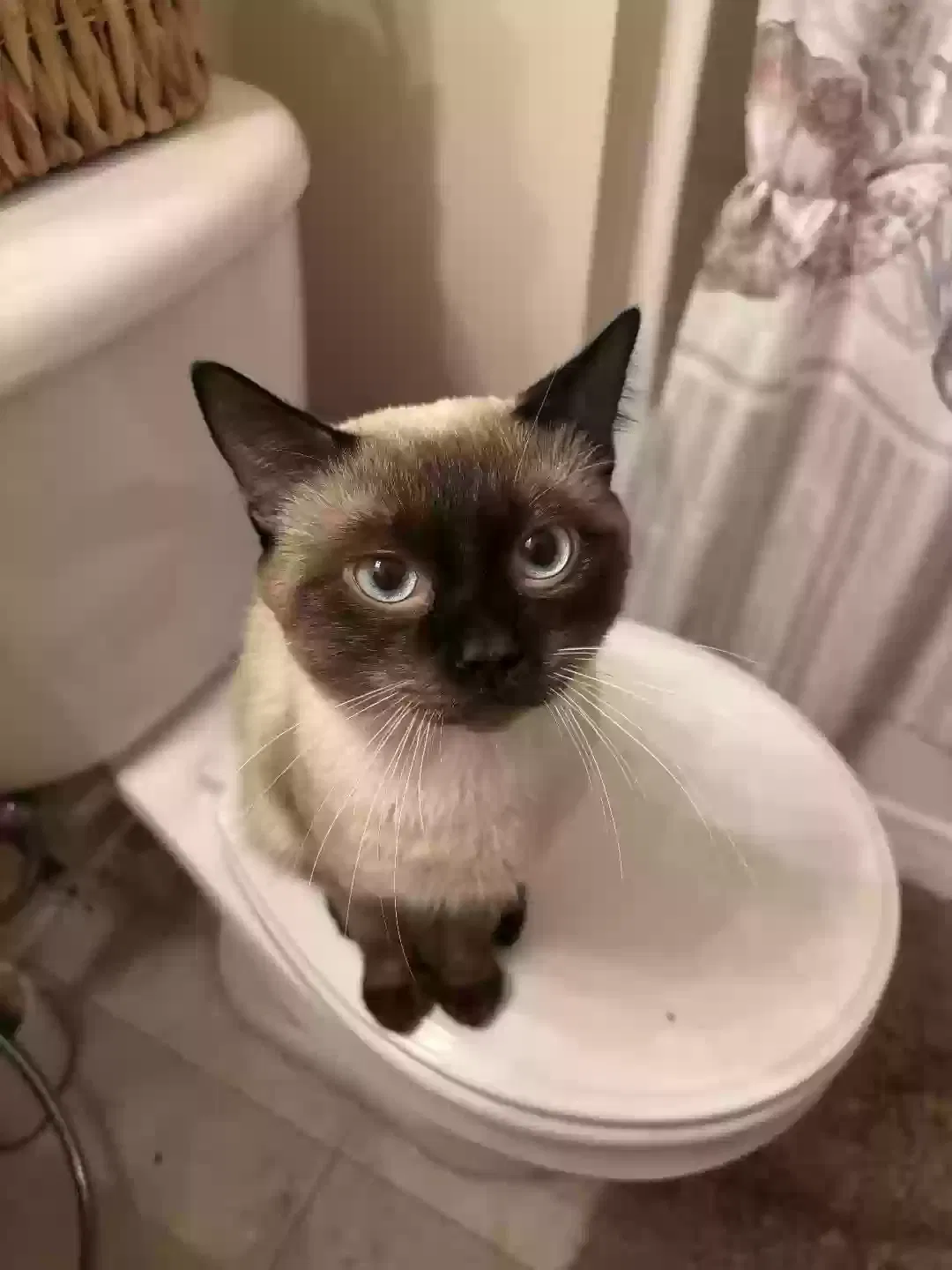 Lost cat in High Point, NC, 27265