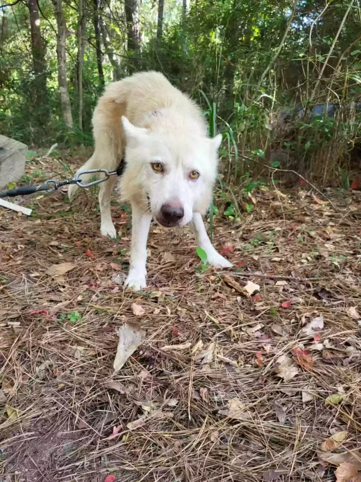 Lost dog in Lancaster, TX, 75146
