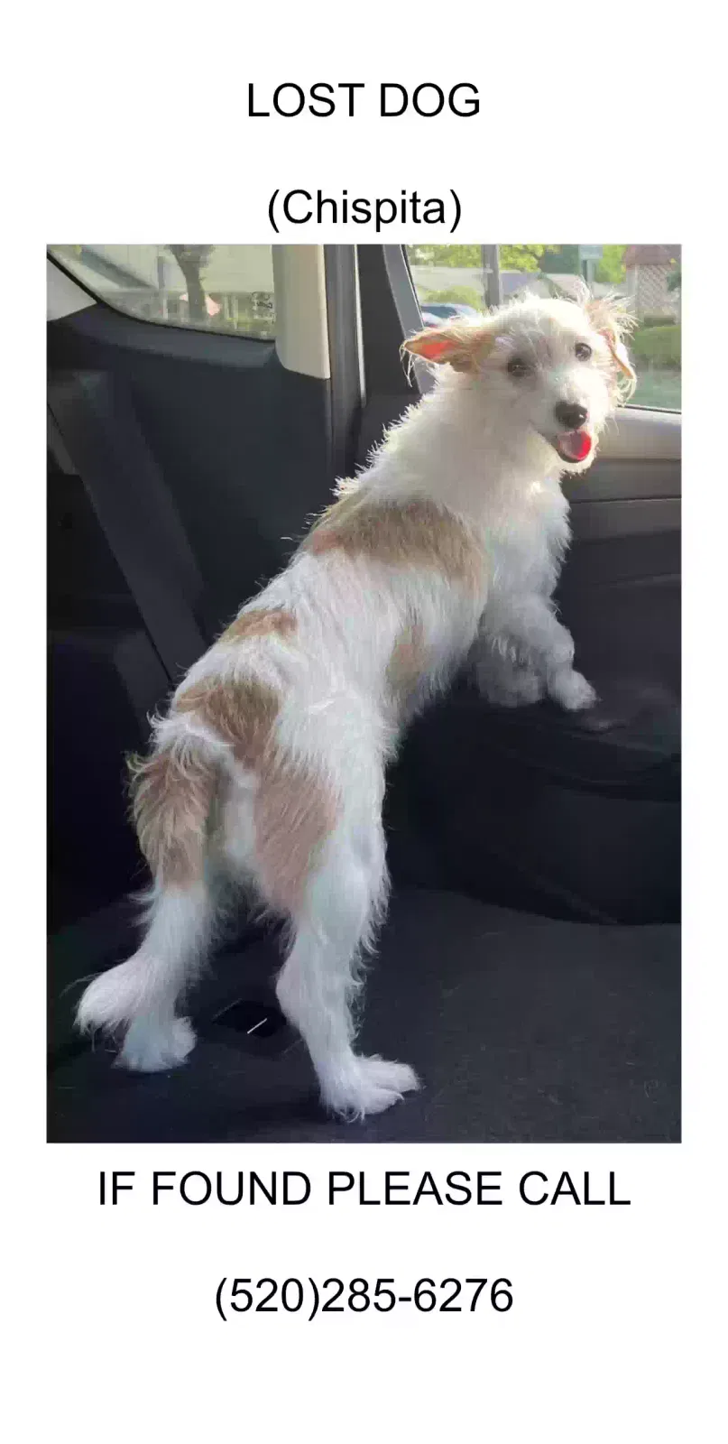 Lost dog in San Antonio, TX, 78249