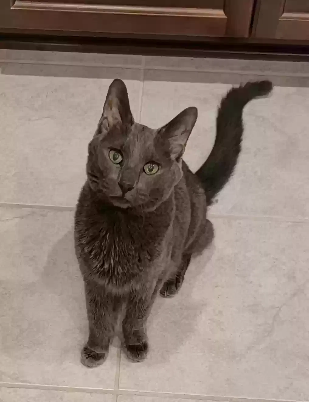 Lost cat in Liberty Hill, TX, 78642