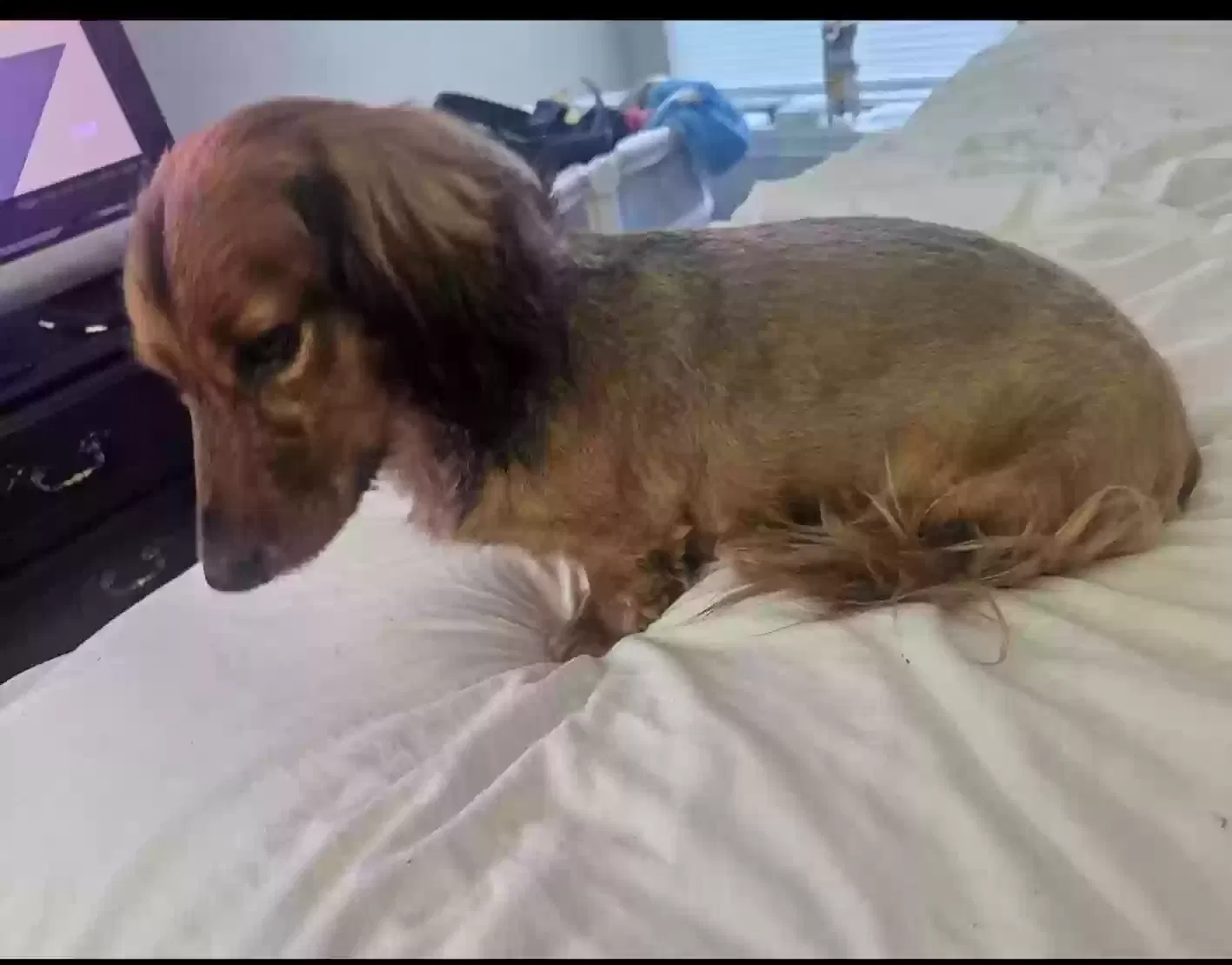 Lost dog in Kansas City, MO, 64133