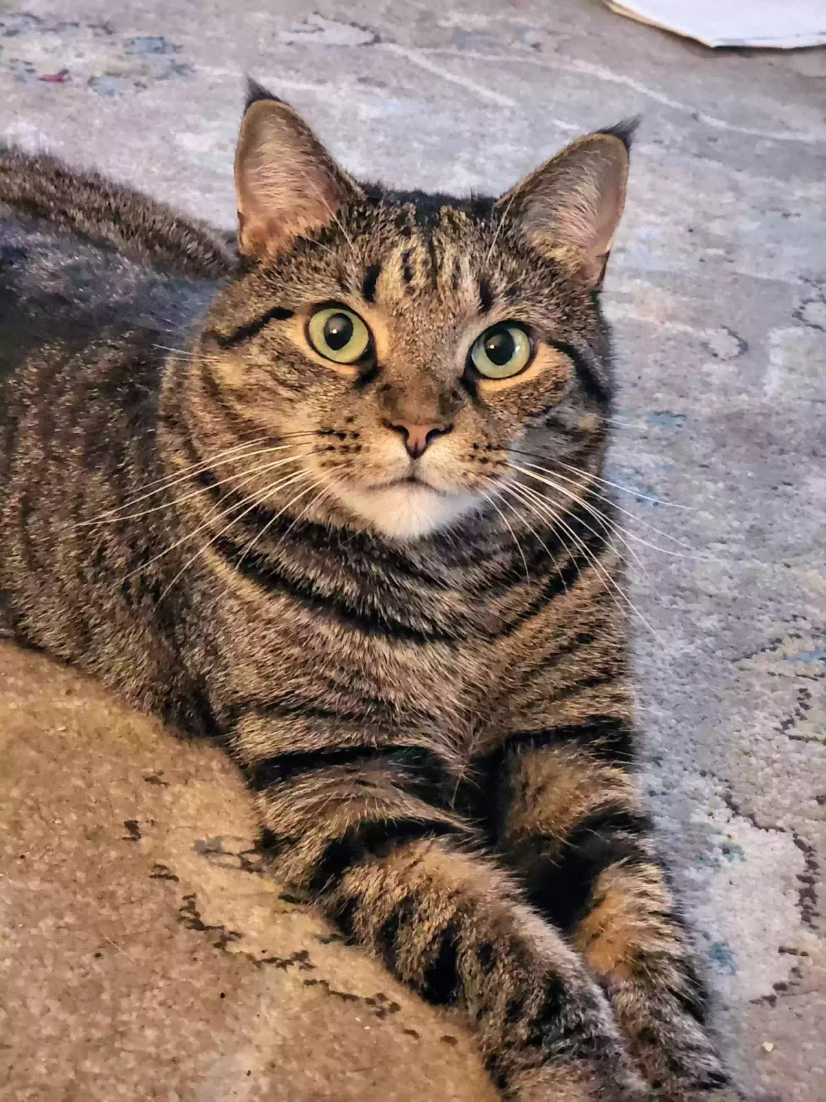 Lost cat in La Mesa, CA, 91942