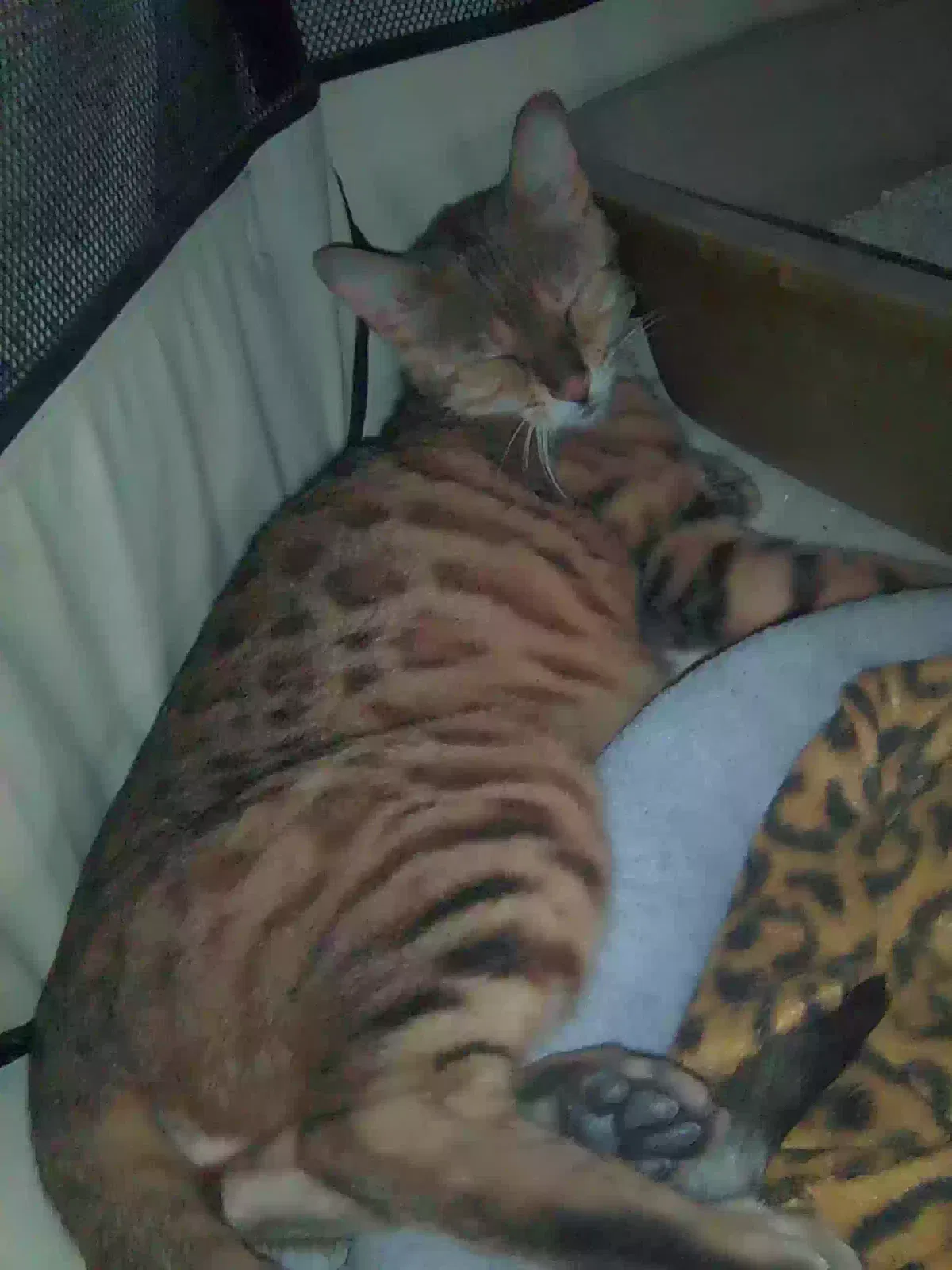 Missing Cat
