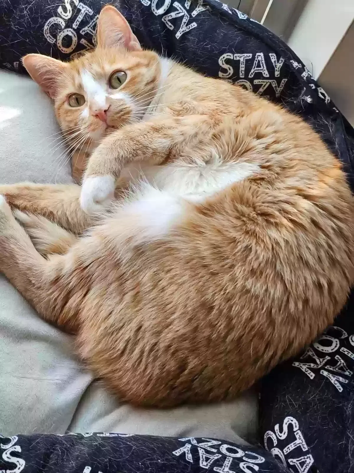 Lost cat in Portland, OR, 97267