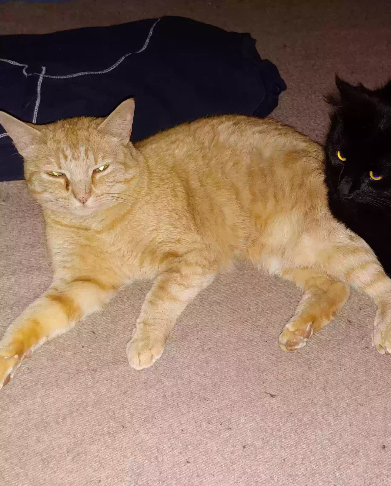 Lost cat in Durham, NC, 27701