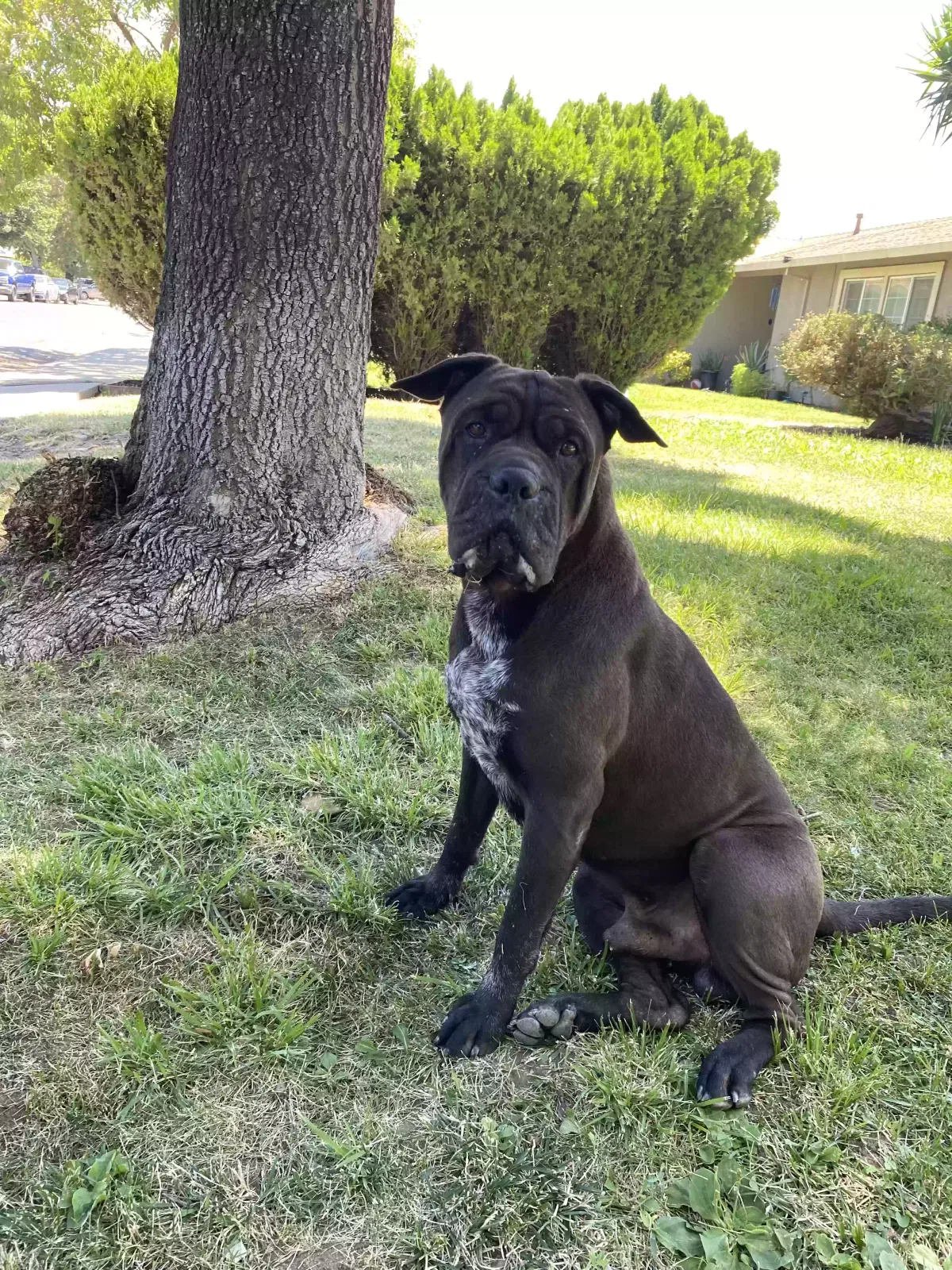 Lost dog in Modesto, CA, 95351