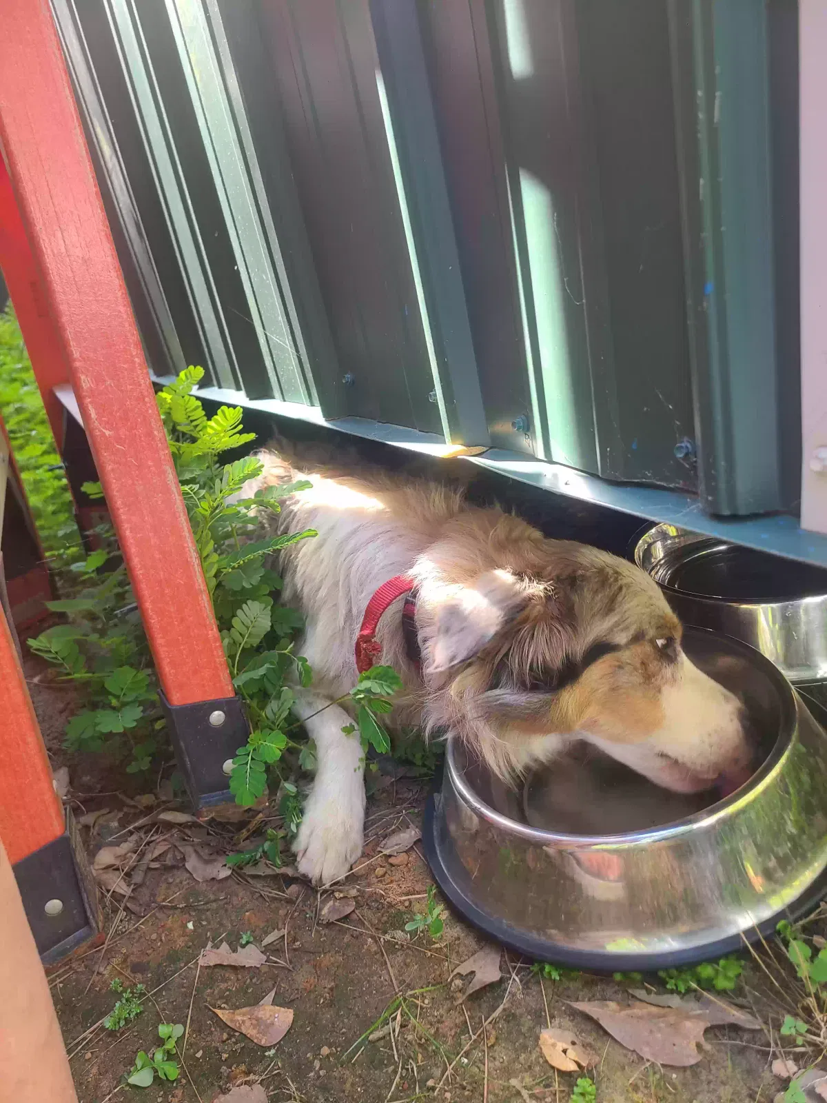 Found dog in Bronson, TX, 75930