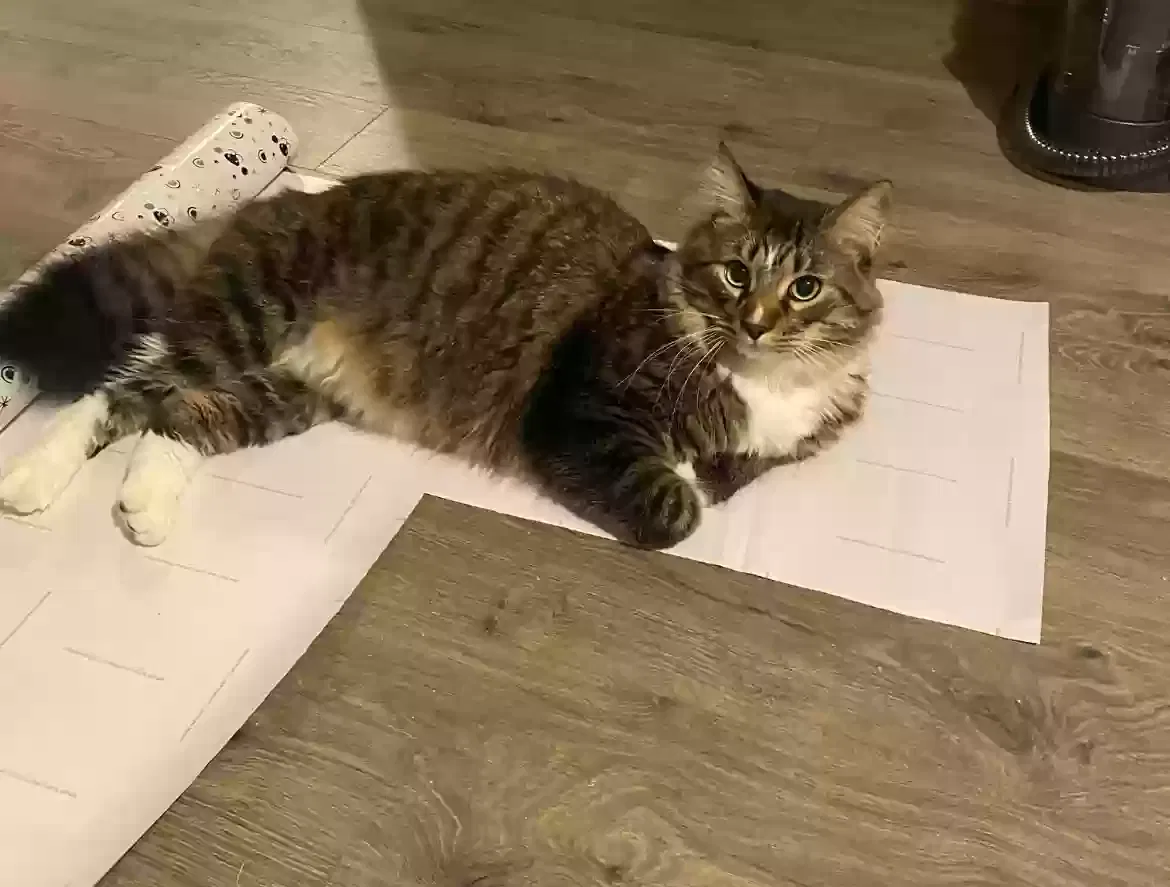 Lost cat in Lincolnton, NC, 28092