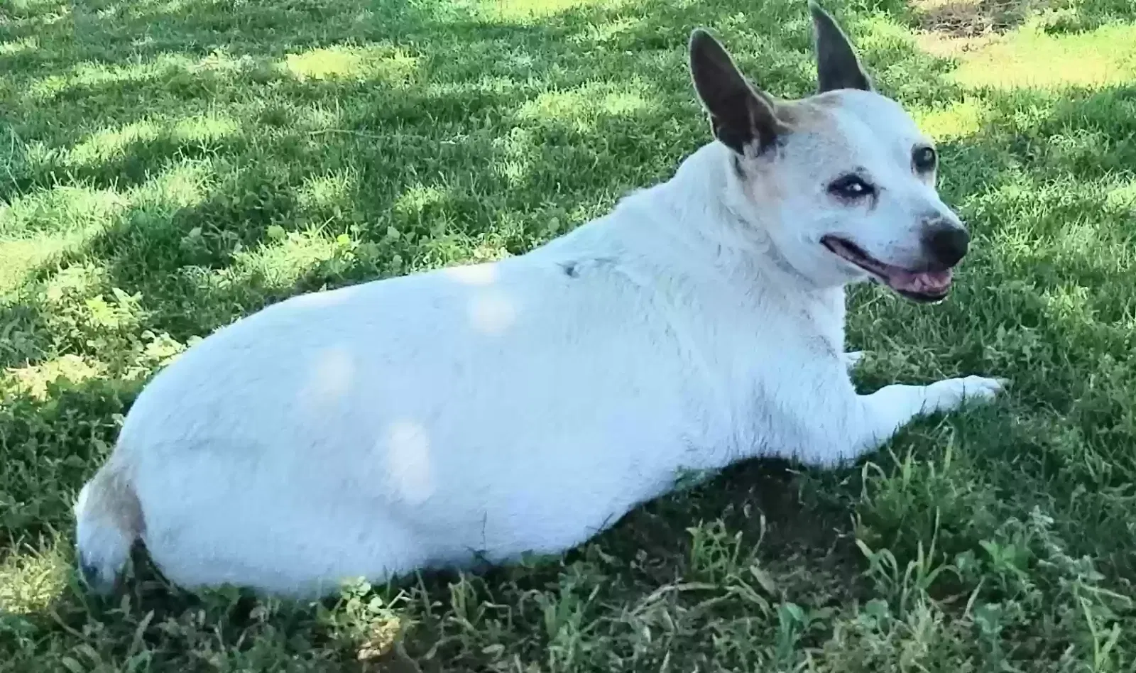 Lost dog in Tucson, AZ, 85719