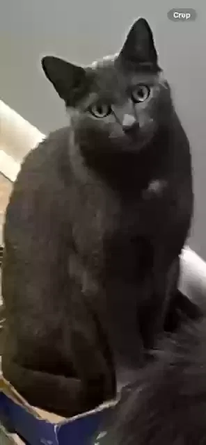 Lost cat in Hendersonville, NC, 28739