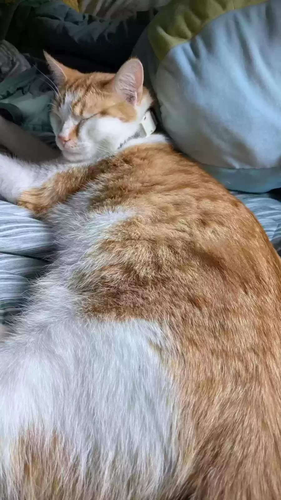 Lost cat in West Bloomfield, MI, 48324
