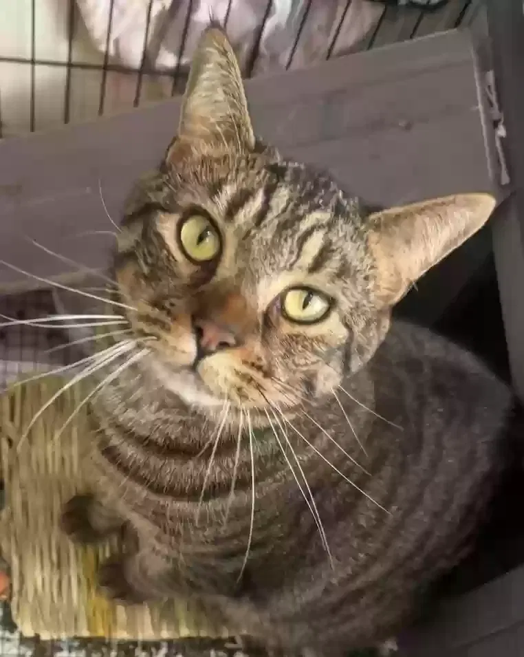 Lost cat in Redding, CT, 6896