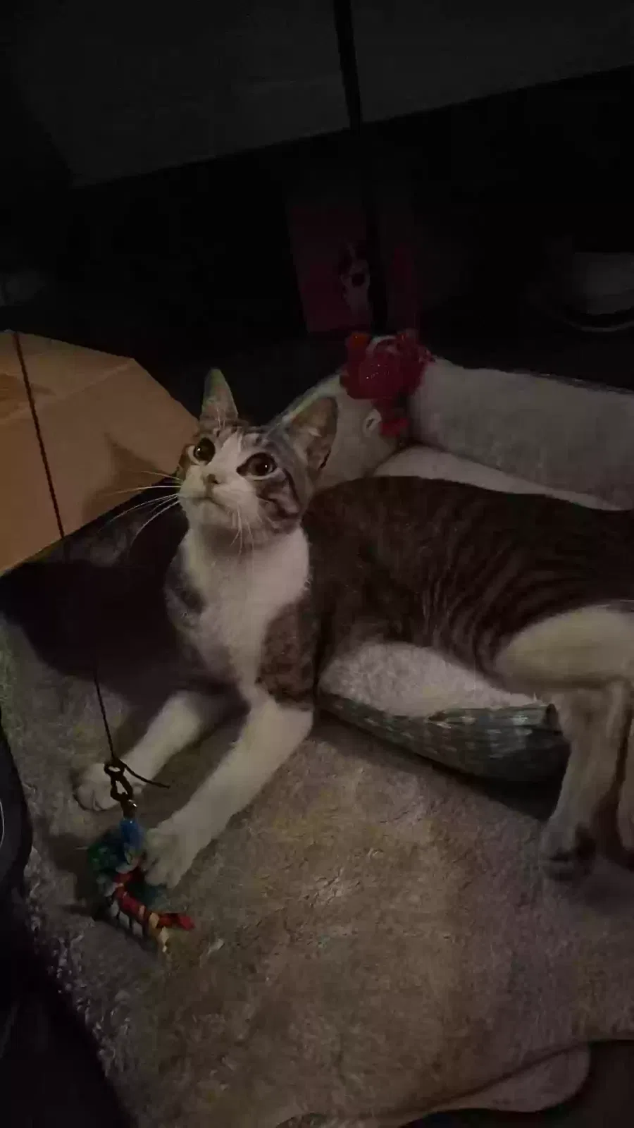 Lost cat in San Jose, CA, 95123