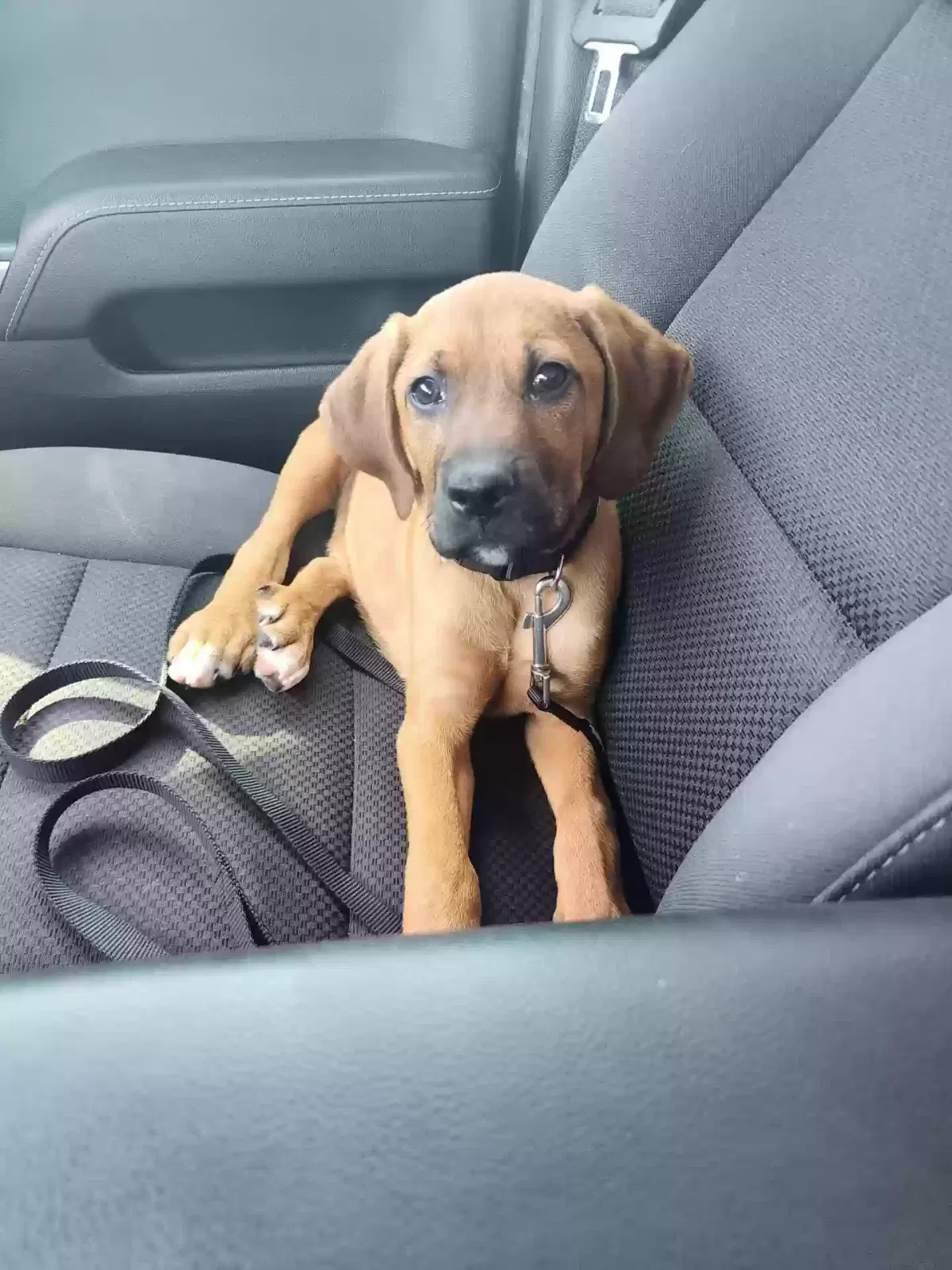Lost dog in Grove City, OH, 43123