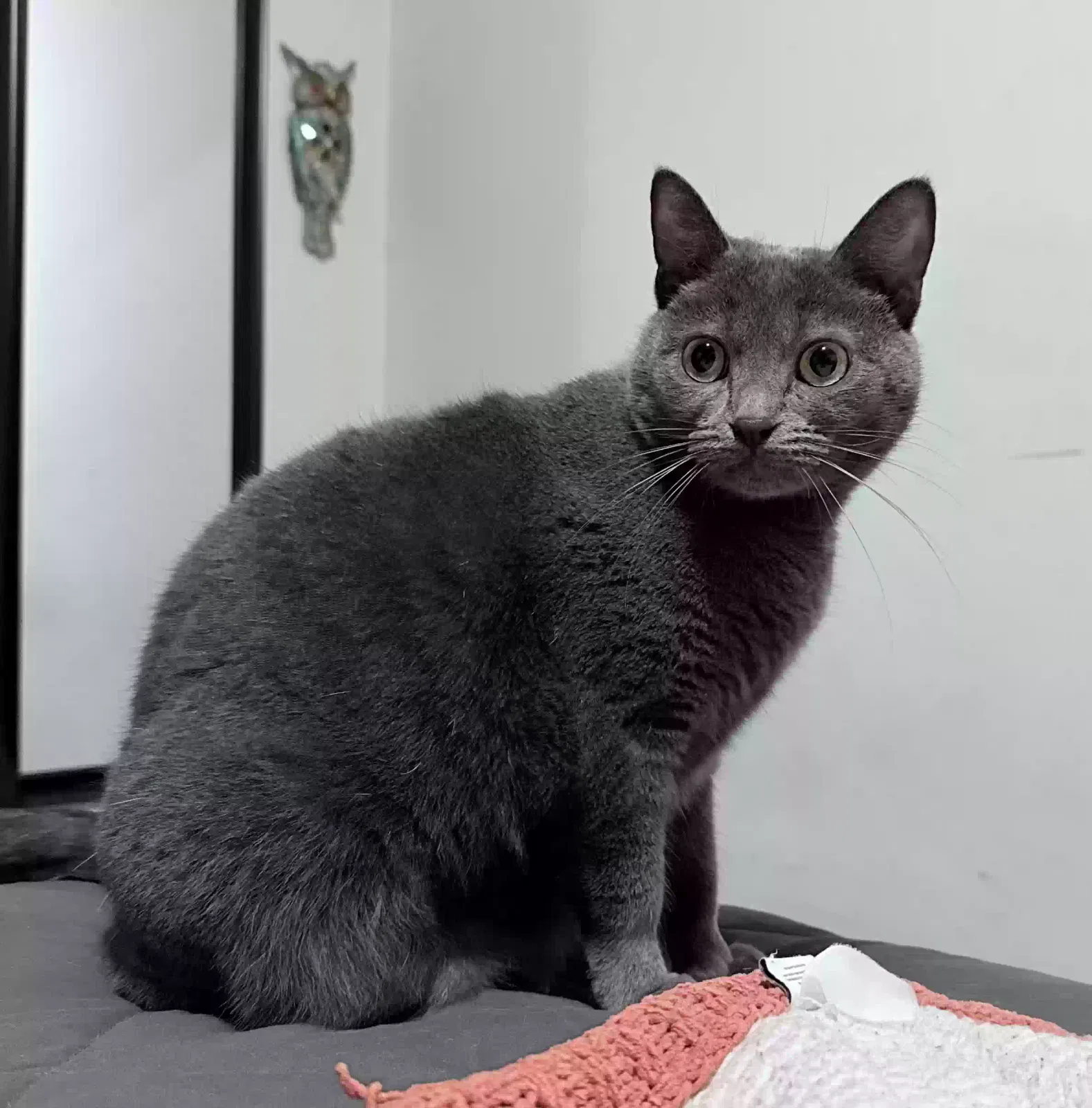Lost cat in Lawndale, CA, 90260