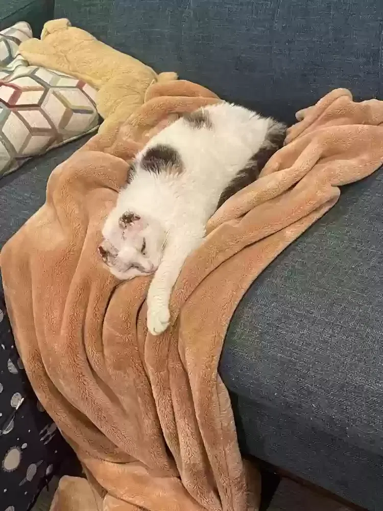 Lost cat in Knoxville, TN, 37917