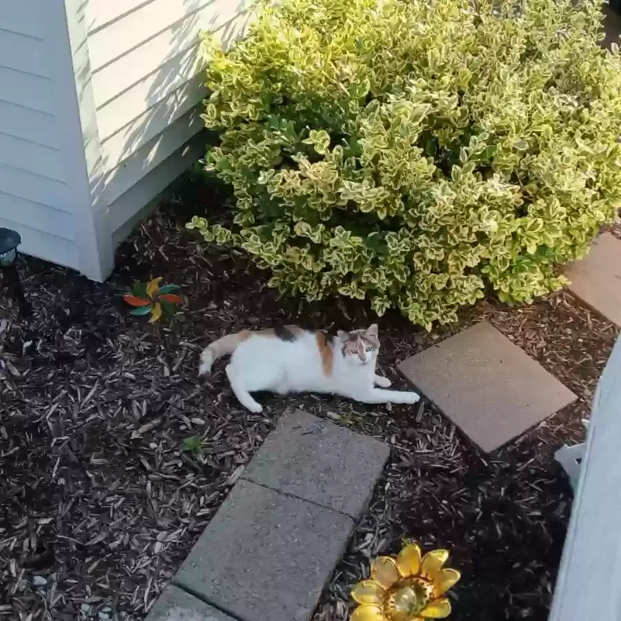 Found cat in Camillus, NY, 13031