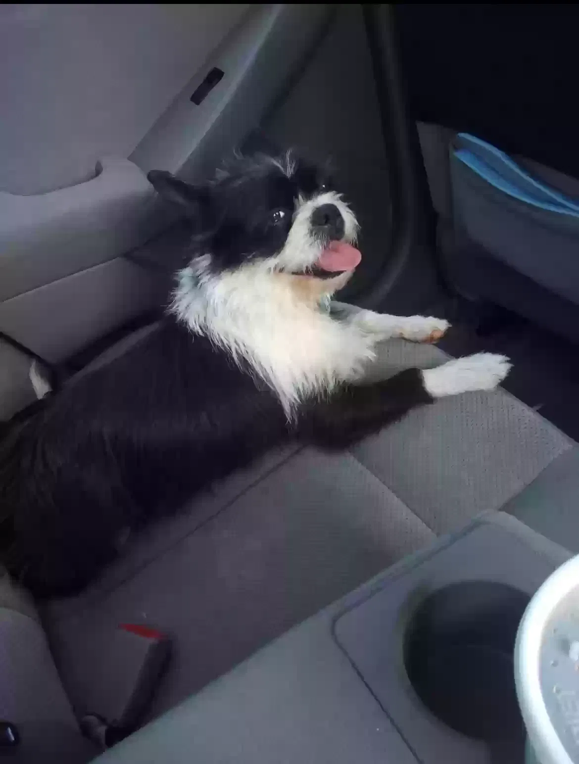 Lost dog in Batesville, AR, 72501