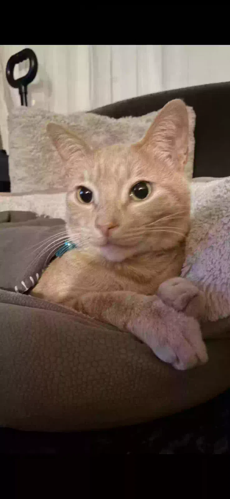 Lost cat in Clovis, CA, 93612