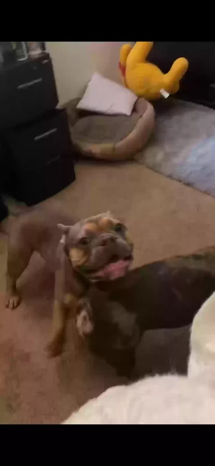 Lost dog in Lilburn, GA, 30047
