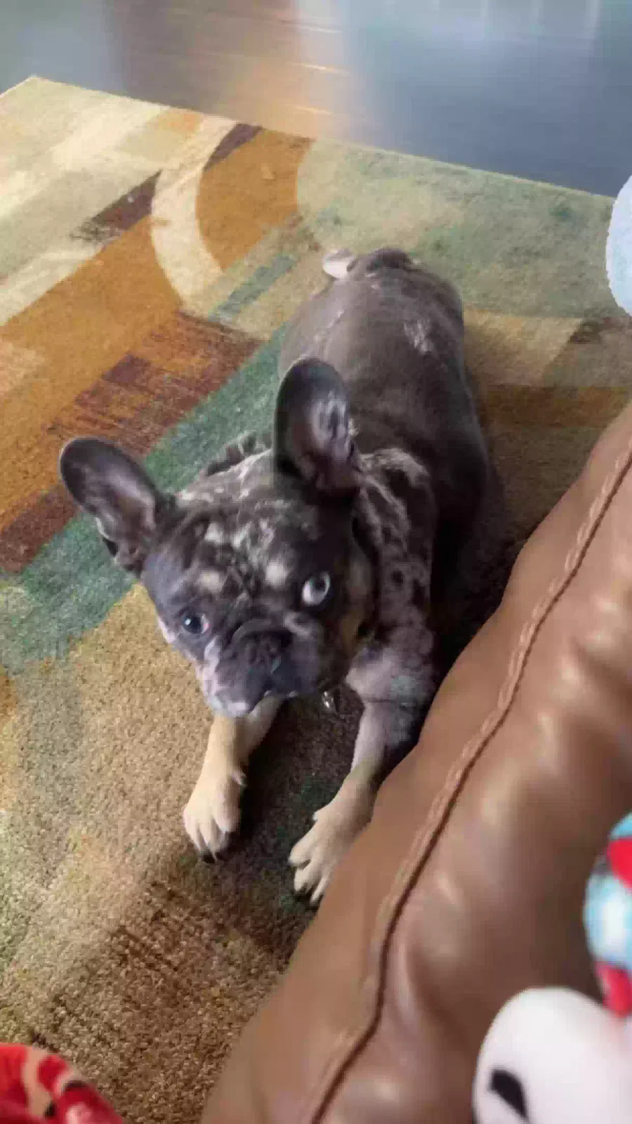 Lost dog in Denver, CO, 80229