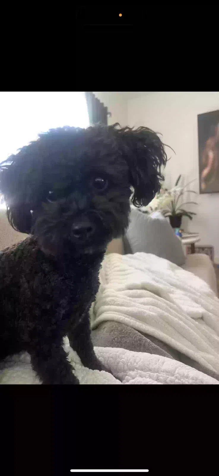 Lost dog in Lake Forest, CA, 92630