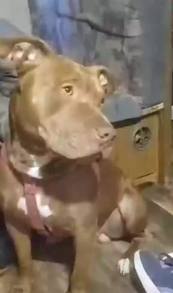 Lost dog in Cleveland, TN, 37311