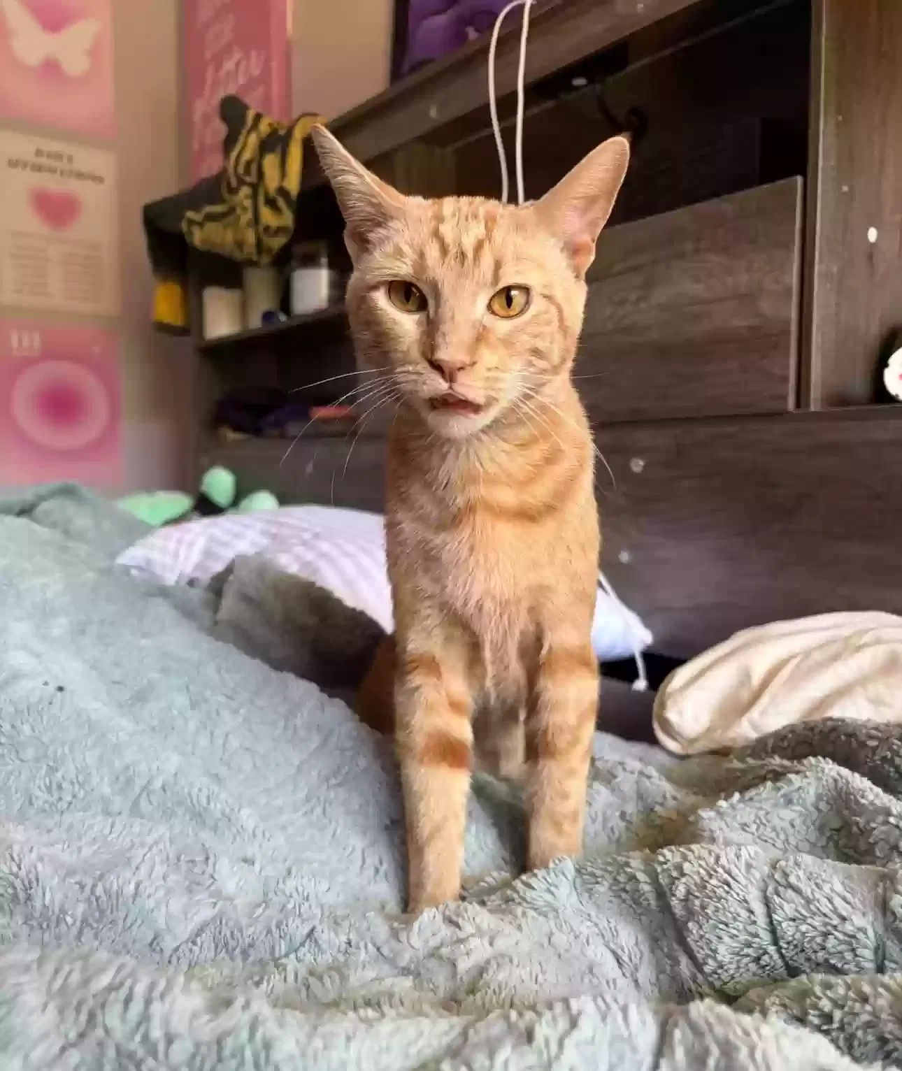 Missing Cat