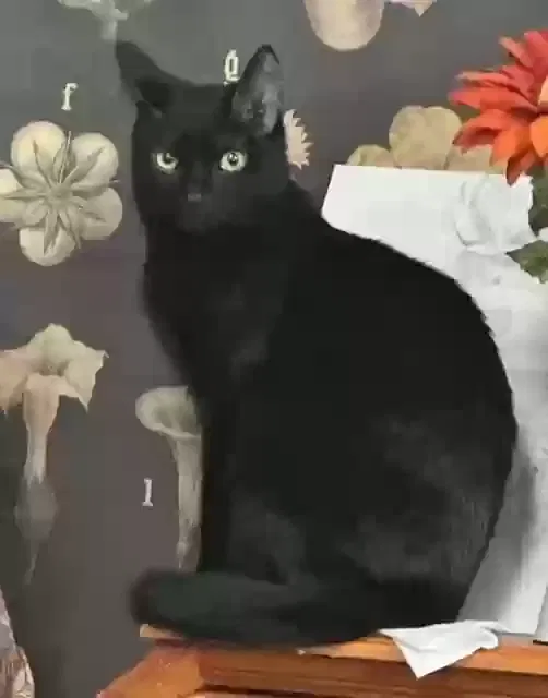 Lost cat in Browns Summit, NC, 27214