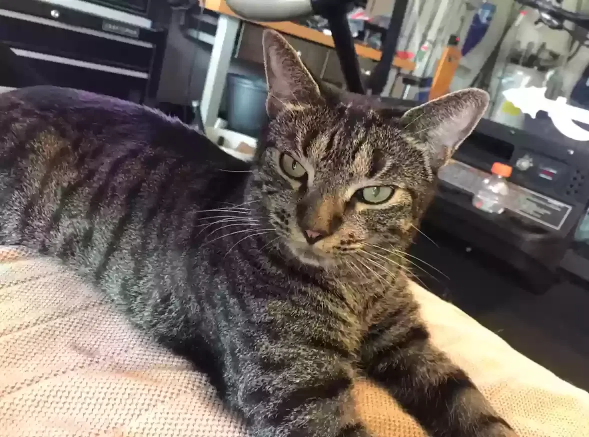 Lost cat in Sarasota, FL, 34240