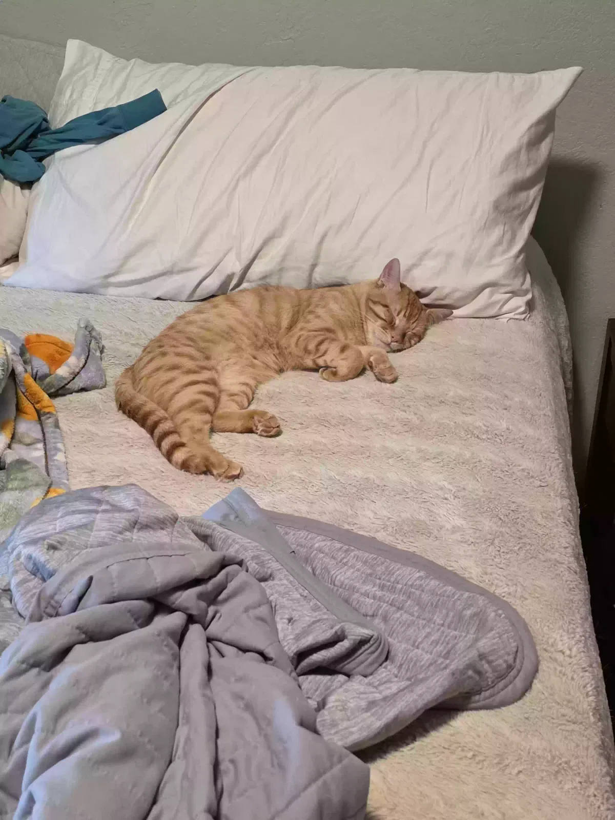 Lost cat in Norman, OK, 73071