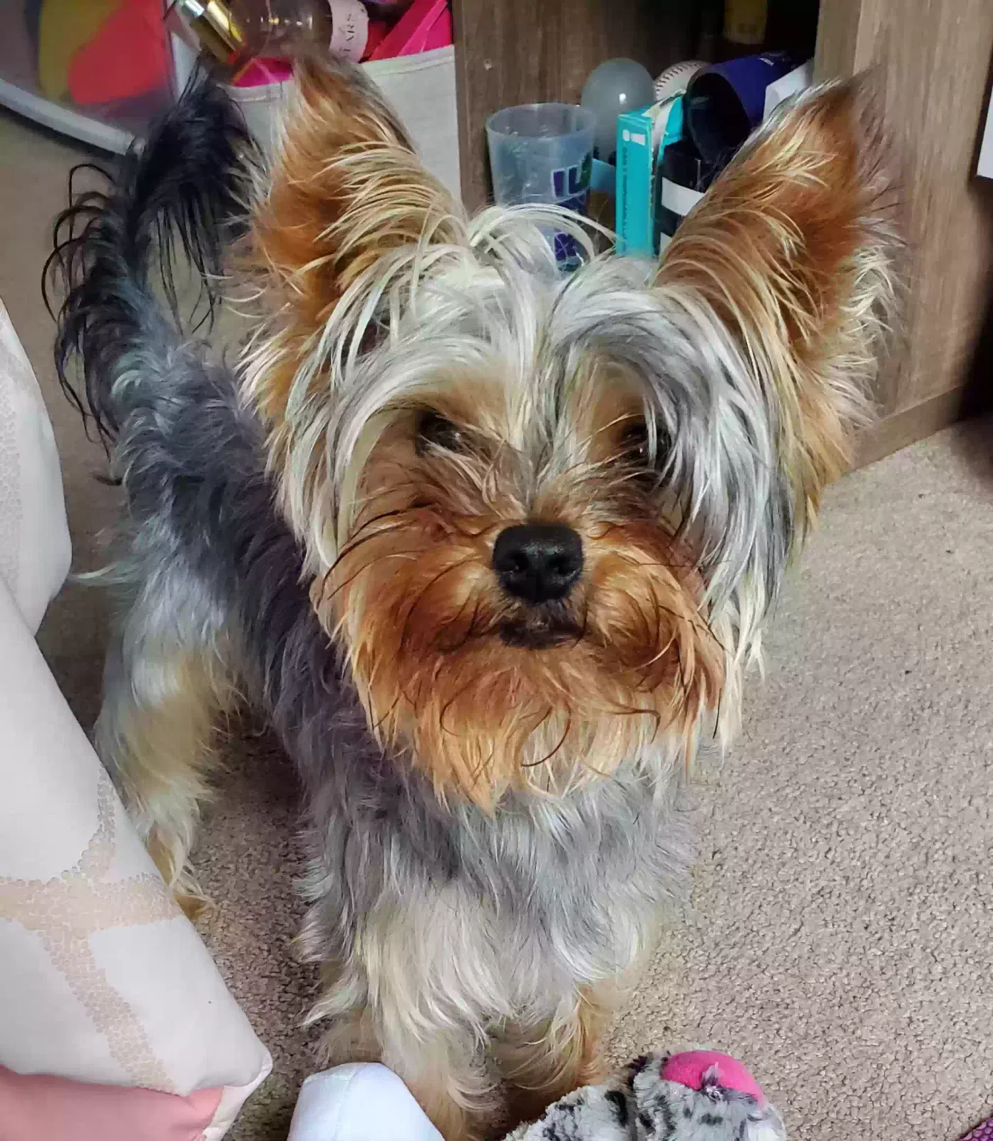 Lost dog in Canton, GA, 30114