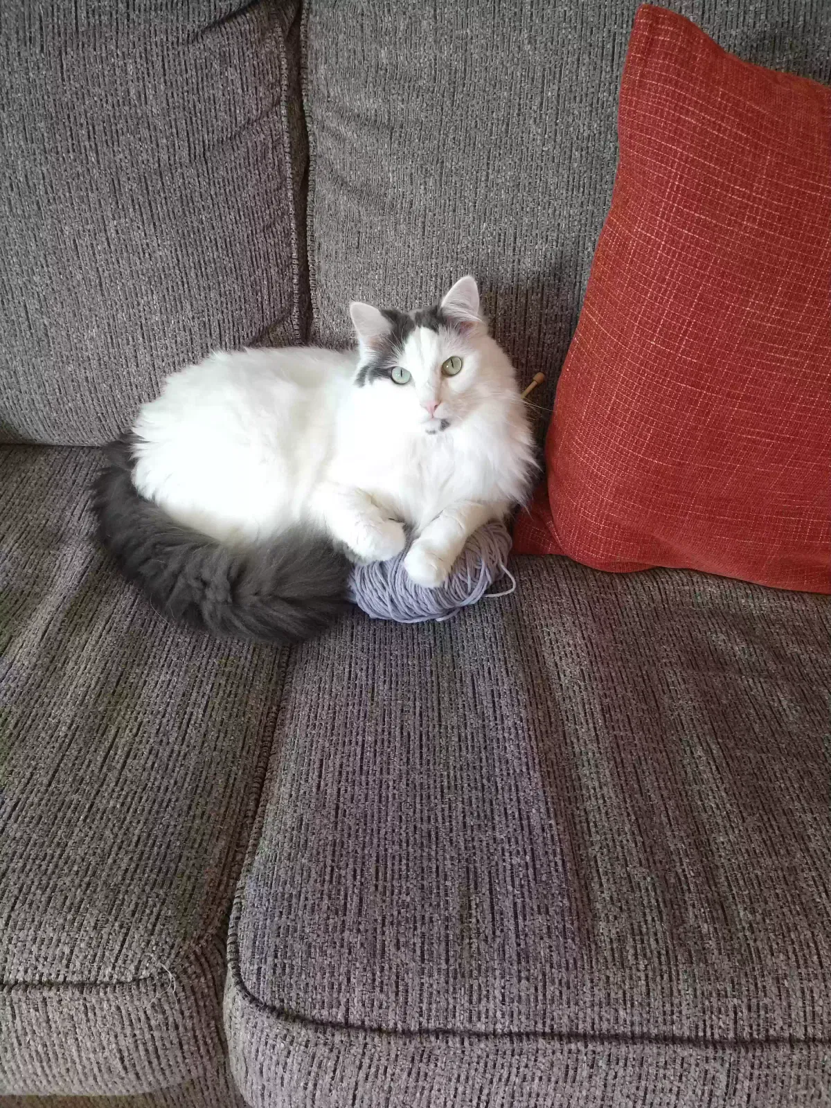 Lost cat in Newport, KY, 41076