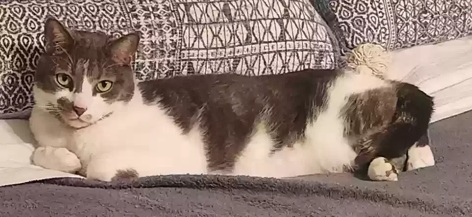 Lost cat in Ocala, FL, 34474