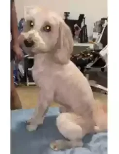 Lost dog in Fort Worth, TX, 76105