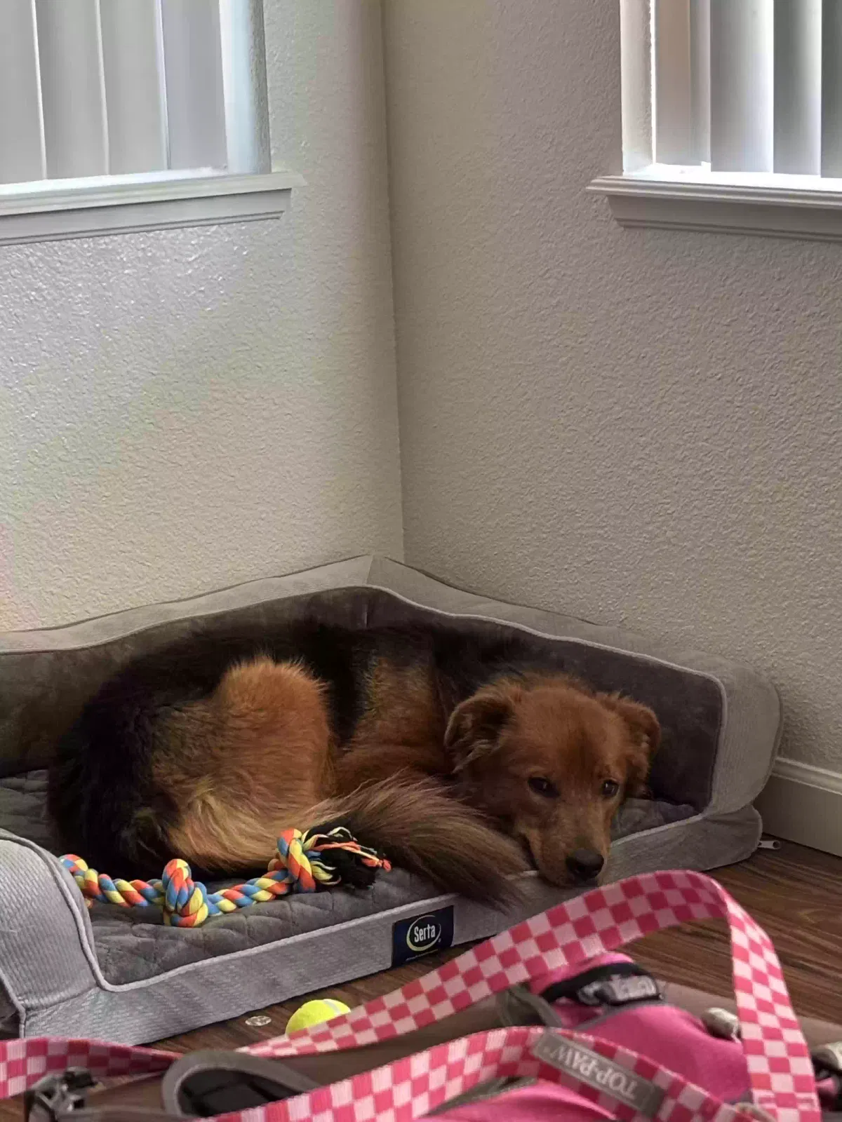 Lost dog in Colorado Springs, CO, 80930