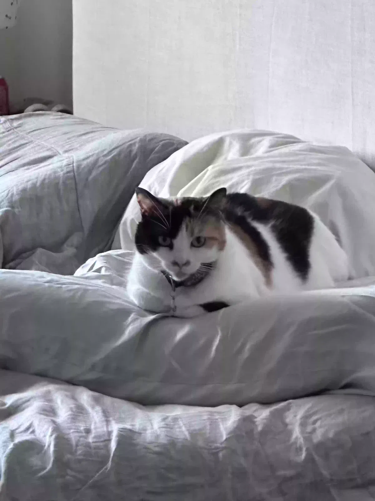 Lost cat in Mission Viejo, CA, 92692