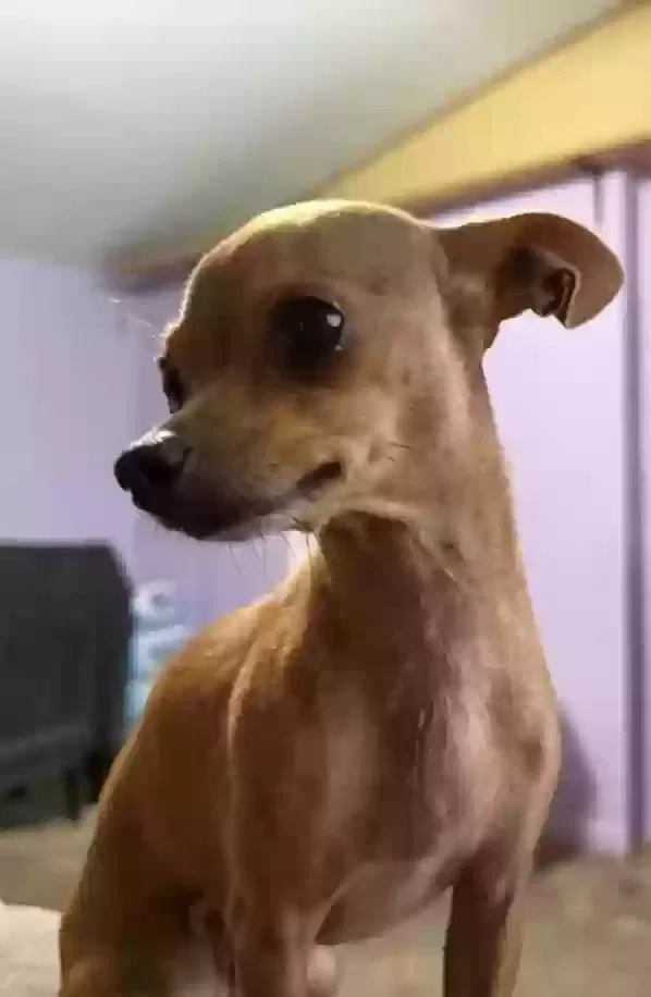 Lost dog in Myakka City, FL, 34251
