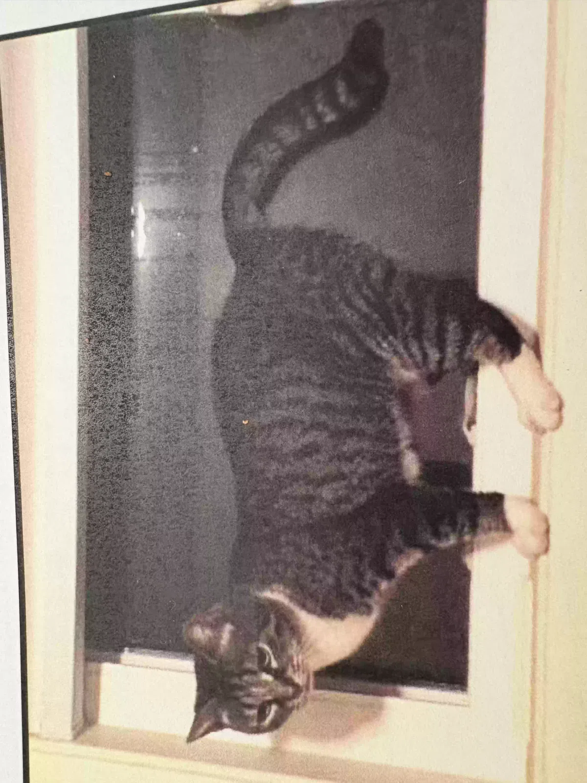 Lost cat in La Mesa, CA, 91941
