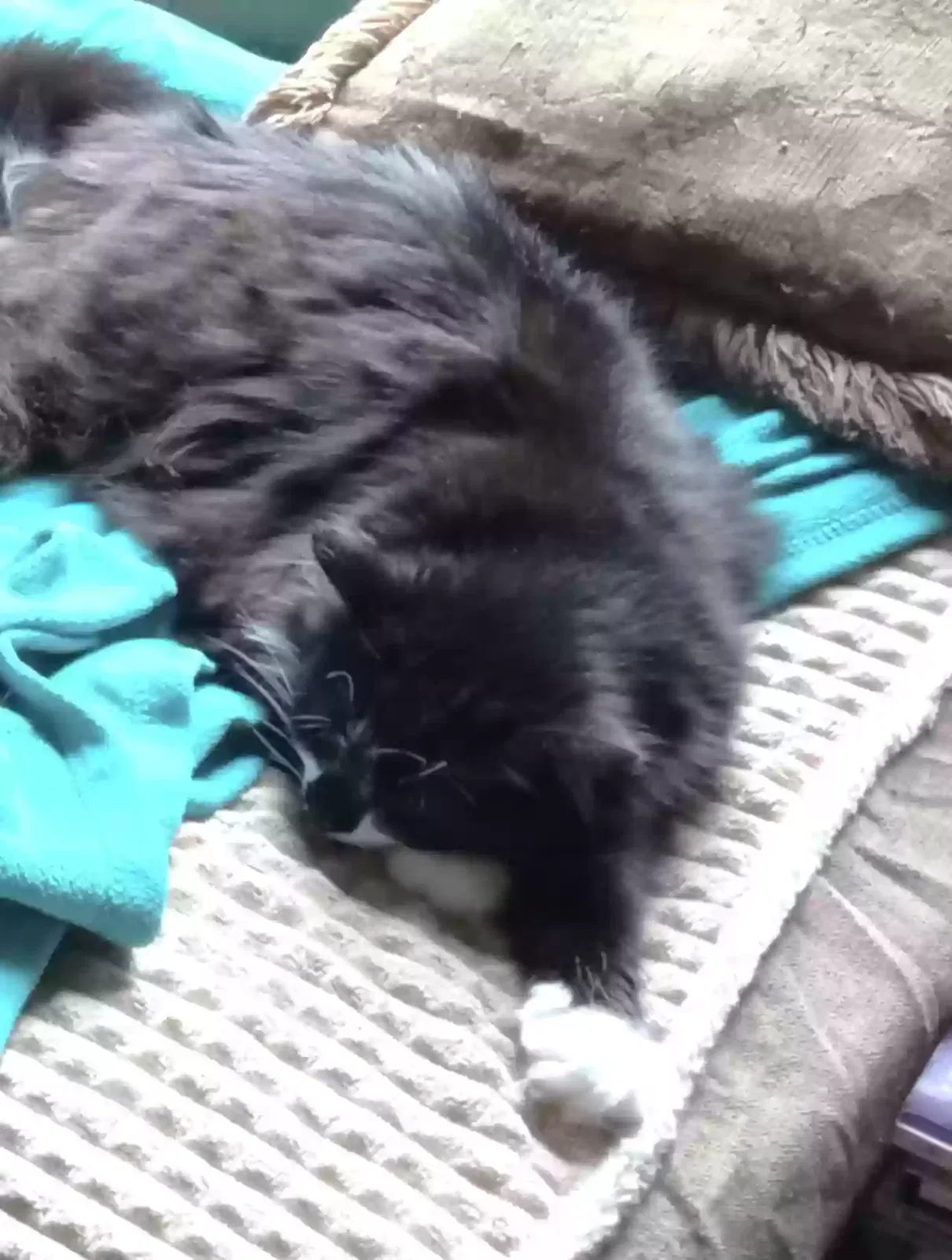 Lost cat in Liberty, NC, 27298
