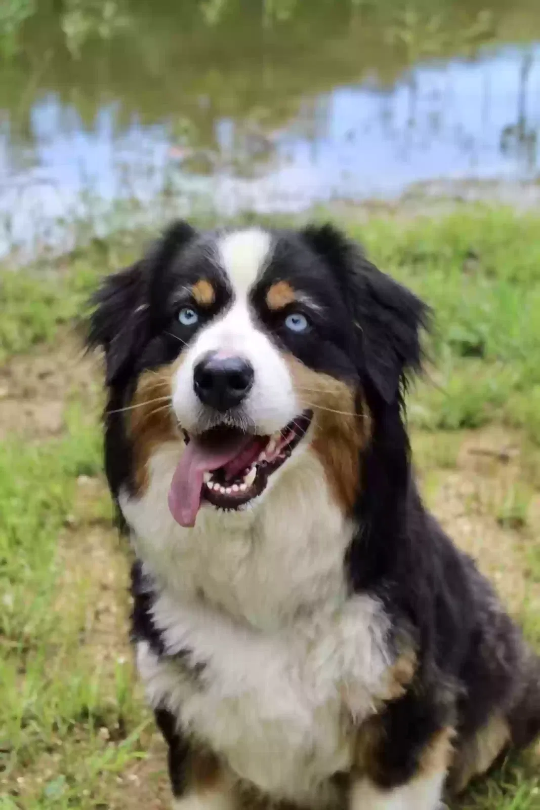 Lost dog in Pell City, AL, 35125