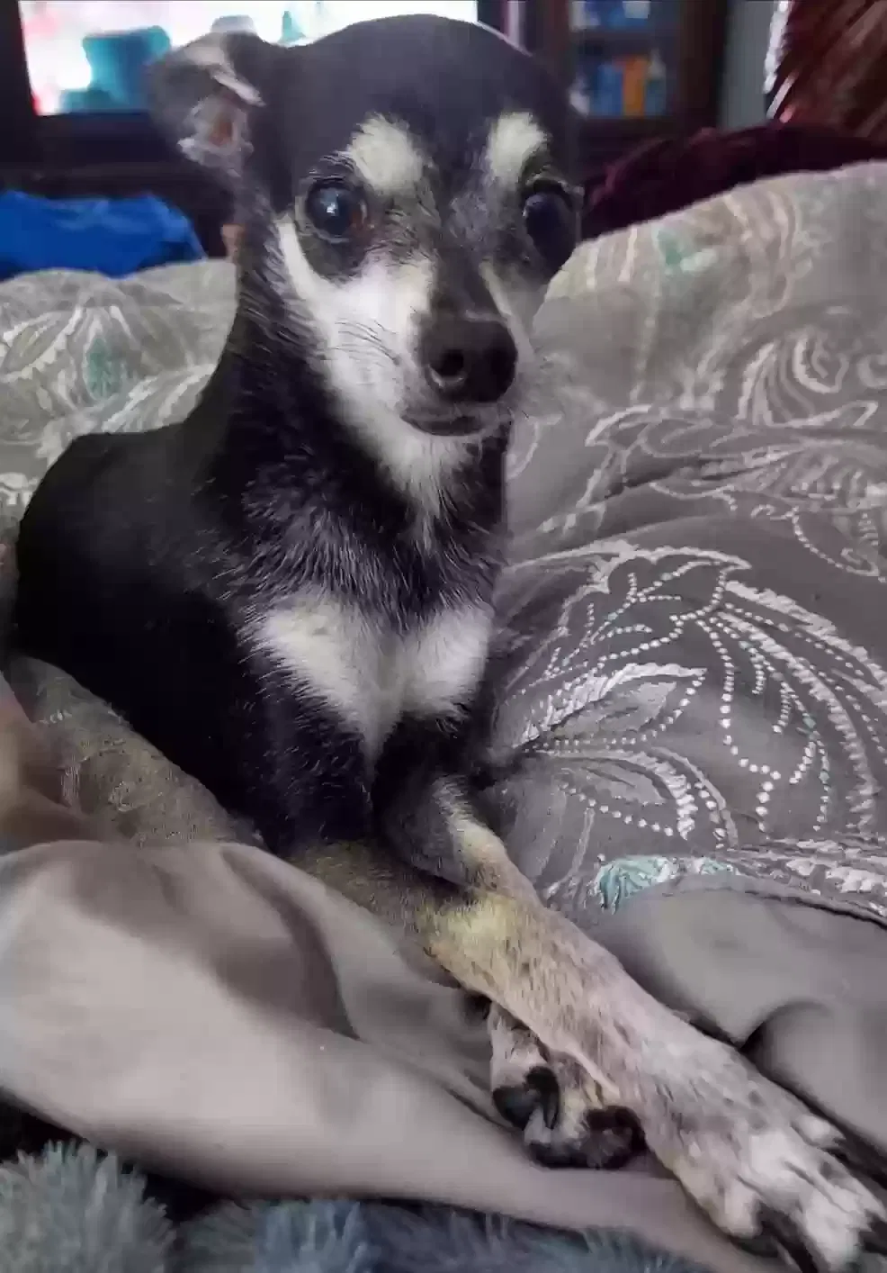 Lost dog in Midway, FL, 32343
