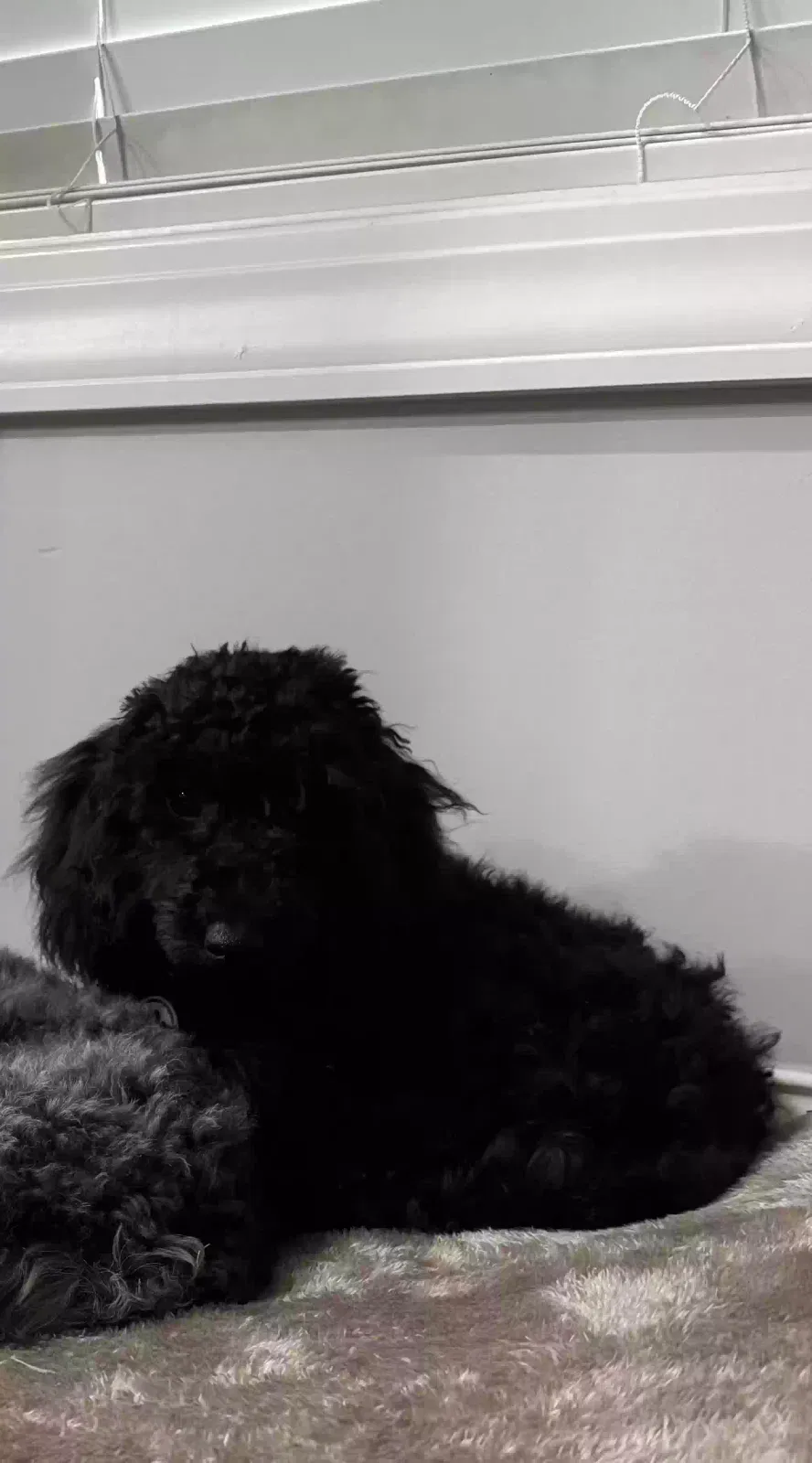Lost dog in Columbia, SC, 29223