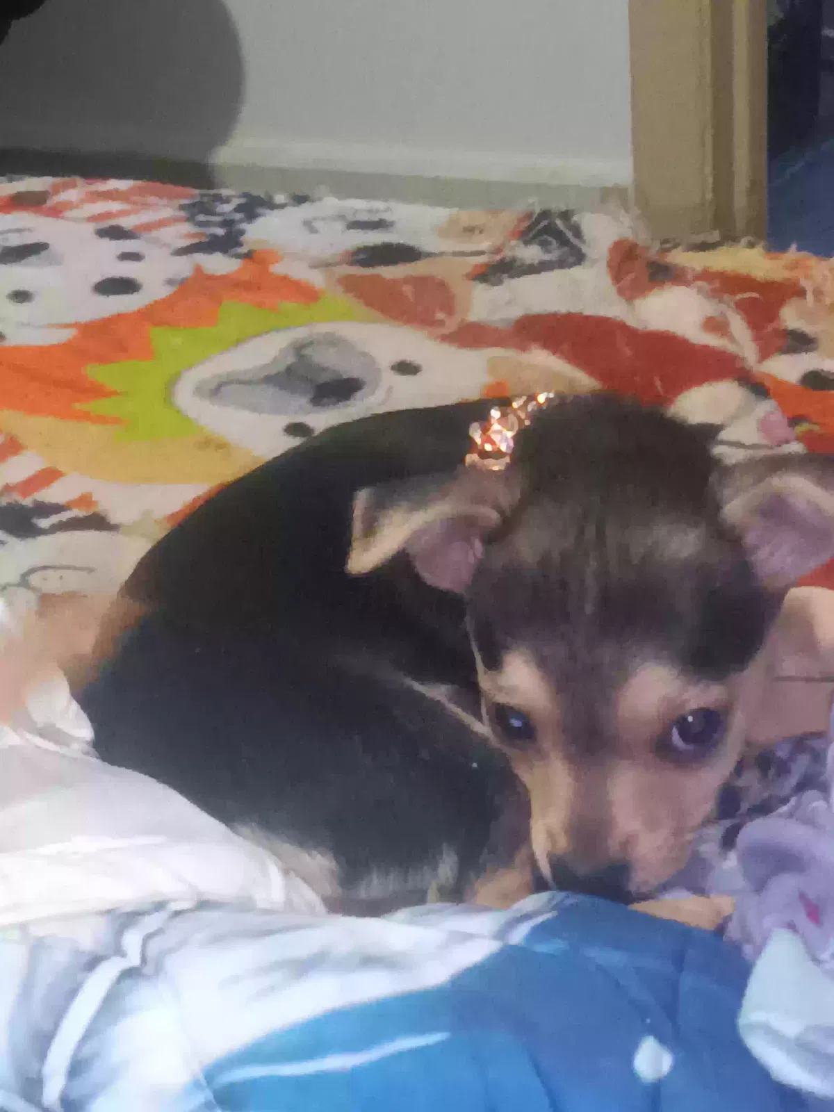 Lost dog in San Antonio, TX, 78203