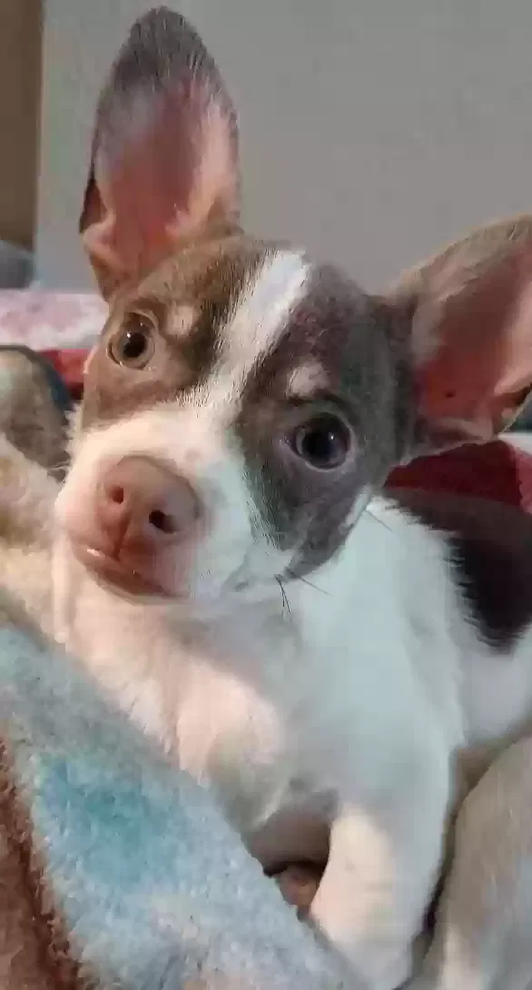 Lost dog in Alamo, TX, 78516