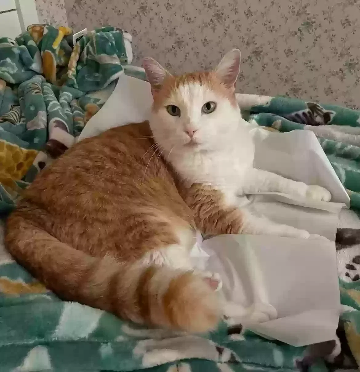 Lost cat in San Jose, CA, 95120
