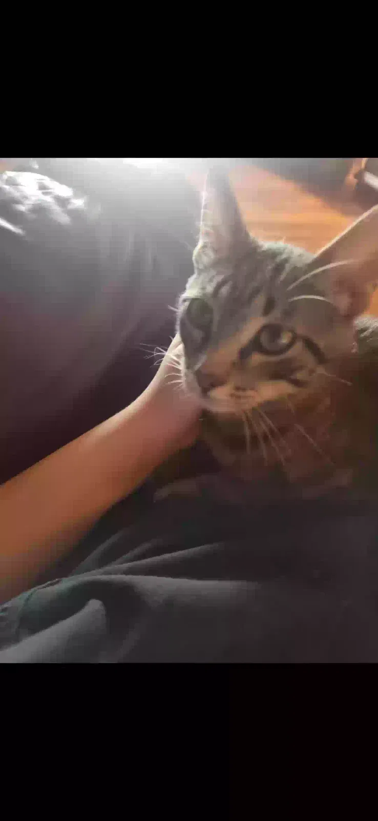 Lost cat in Belton, TX, 76513