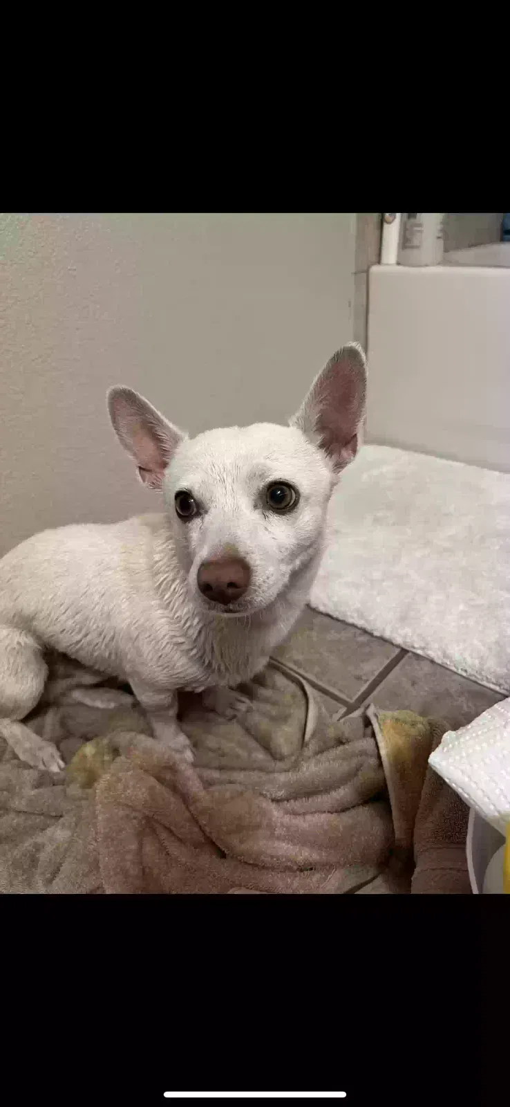 Lost dog in El Paso, TX, 79936