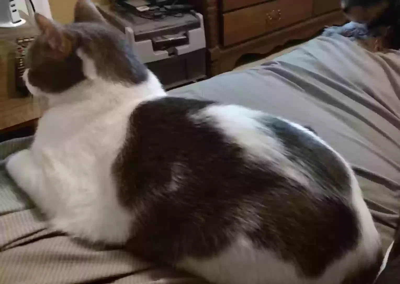 Lost cat in Jacksonville, FL, 32206