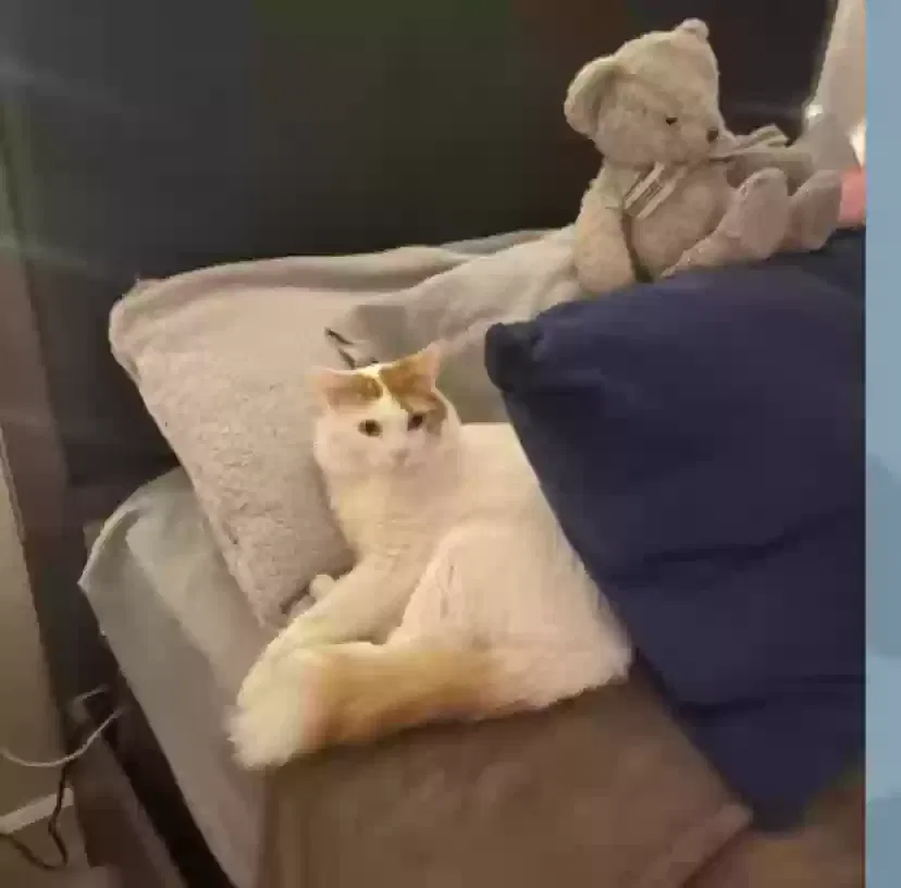 Lost cat in Santa Clara, CA, 95051